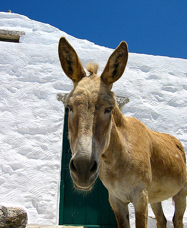 Åsnor på Amorgos i Grekland.