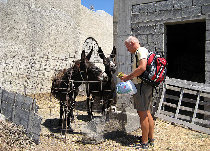 Åsnor på Santorini.