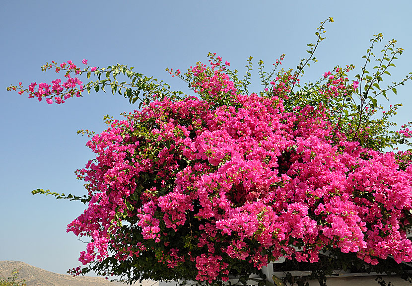 Bougainvillea i Chora på Ios i Grekland.