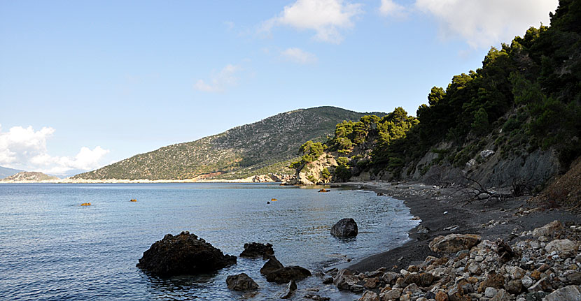 Munksäl på Vythisma beach på Alonissos.