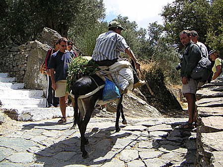 Åsna på Naxos.