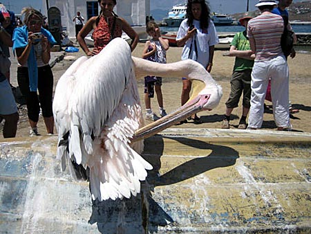 Pelikan på Mykonos.