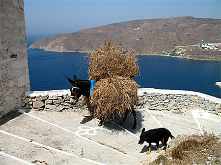 Åsnor på Amorgos.