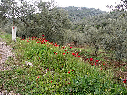 Vallmo. Peloponnesos.