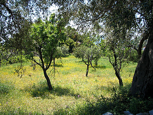 Alonissos. Olivträd..