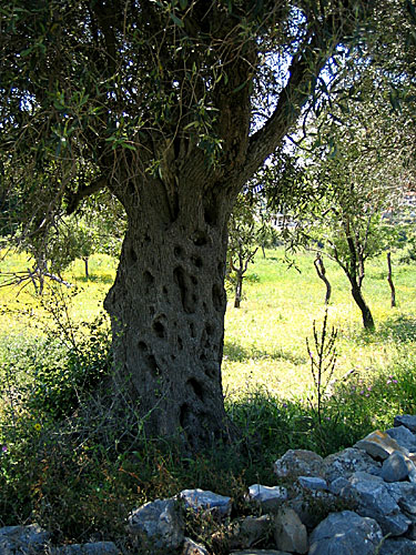 Alonissos.