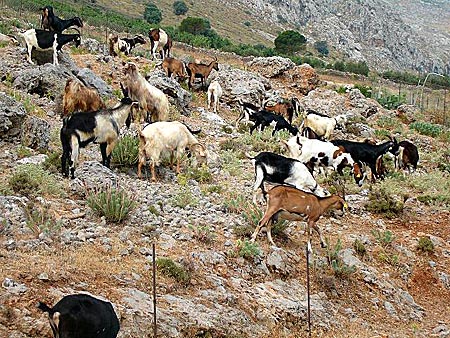 Kalymnos. Vathydalen.