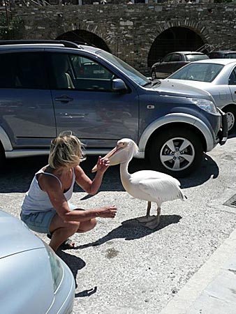 Pelikanen Markos på Tinos.