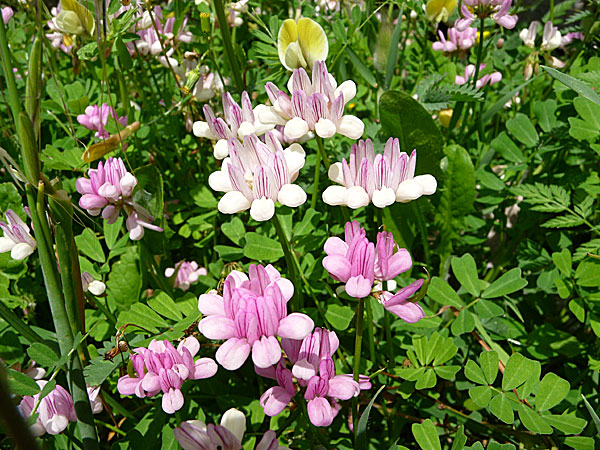 Amorgos. Blommor och orkideer.