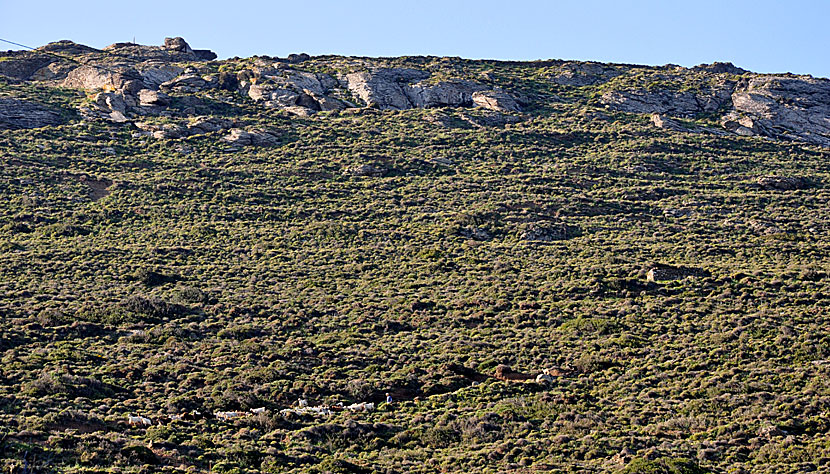 Getter på Minoa. Katapola.  Amorgos.