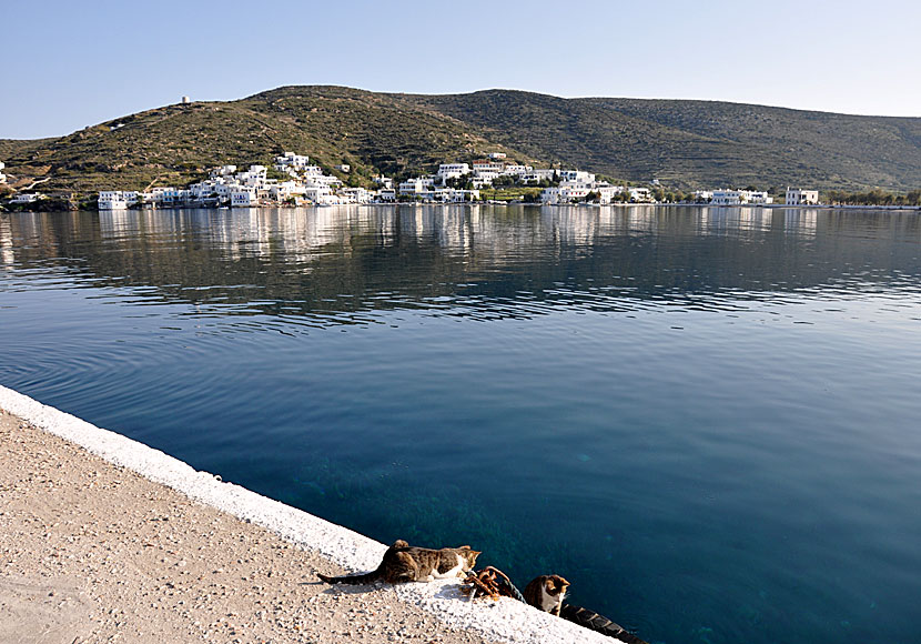 Amorgos. Katapola. Katter och bageri.