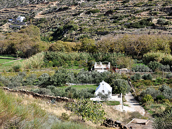 Plocka oliver på Naxos.