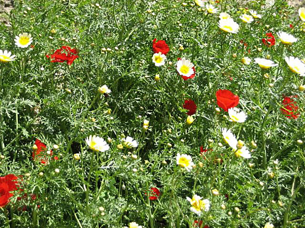 Gamla stan. Rhodos. Blommor.