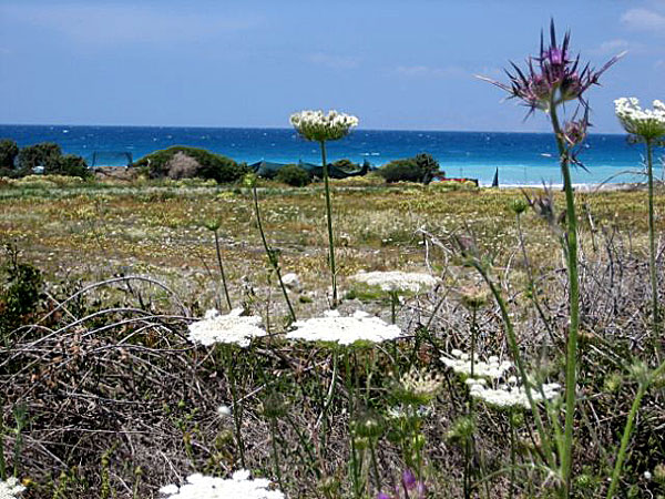 Apolakia. Rhodos.