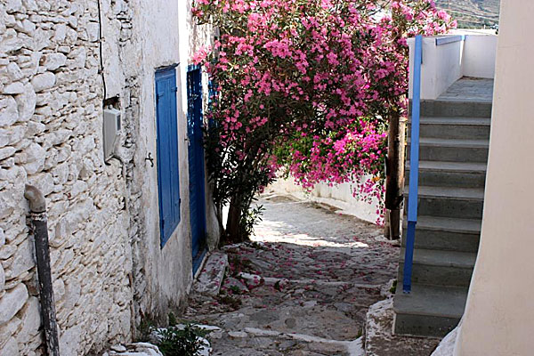 Katapola. Amorgos. Blommor.