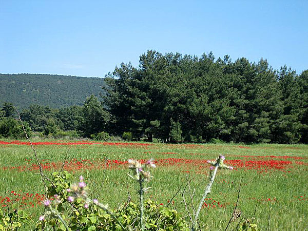 Blomsteräng. Lesbos.