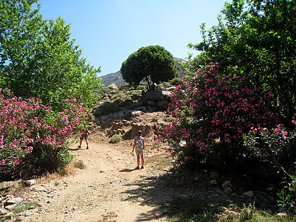 Skeponi.  Naxos.