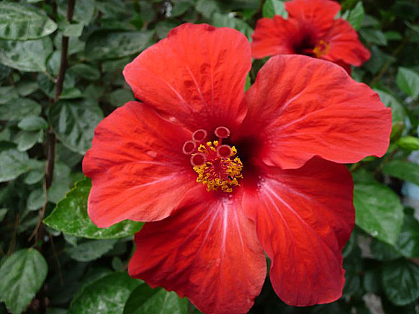 Hibiskusblomma i Grekland.