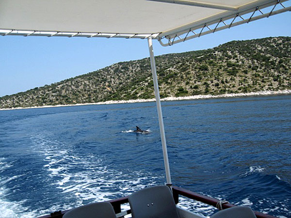 Gjorde en båttur i National Marine Park of Alonissos. Vi såg flera delfiner.