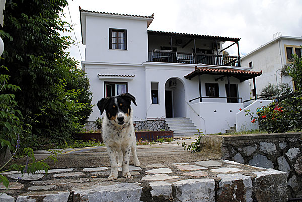 Del Sol på Skopelos.