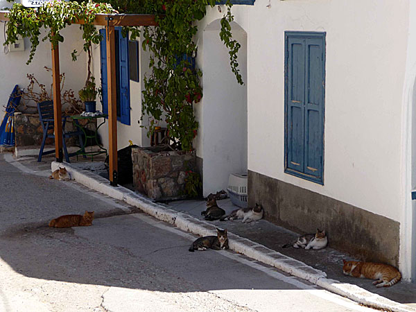 Katter i Livadia på Tilos.