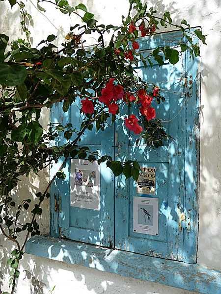 Utanför det lilla elefantmuséet. Megalo Chorio. Tilos.