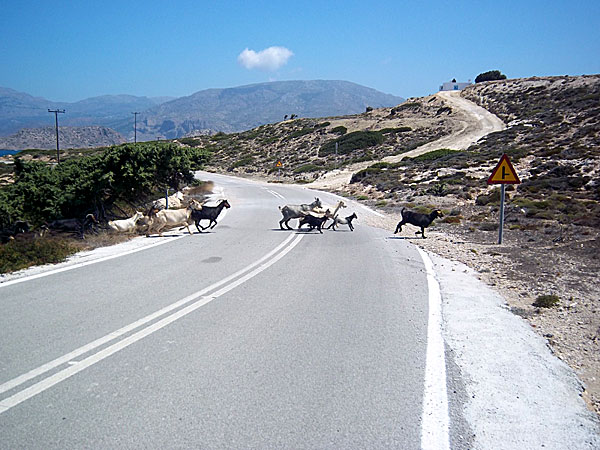 Getter på Karpathos.