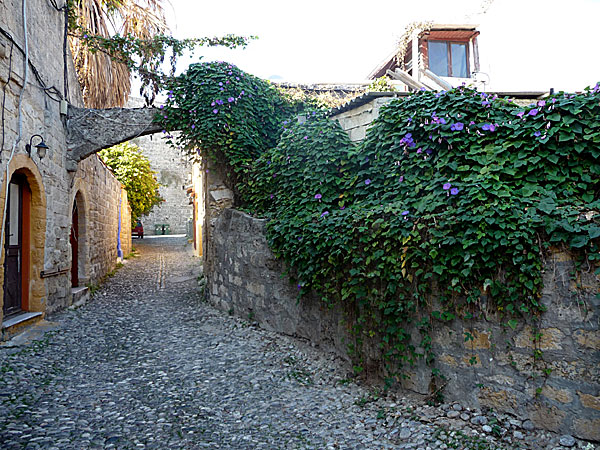 Blomman för dagen. Rhodos.