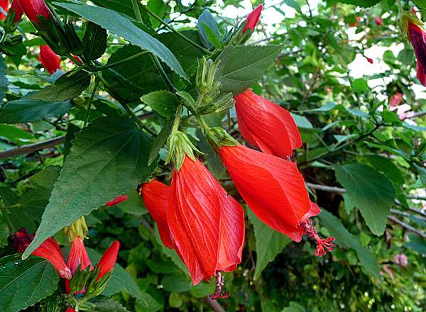 Turkmössa, Malvaviscus arboreus. Grekland.