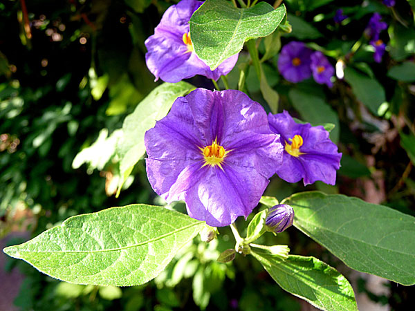 Potatisranka, Solanum rantonnettii. Grekland.