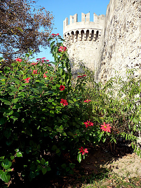 Hibiscus och julstjärna. Grekland. 