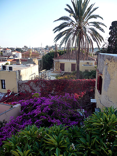 Här blommar frangipani och bougenvilla. Rhodos. 