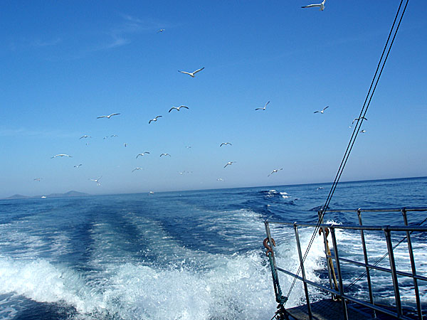 Medelhavstrutar och måsar på Skopelos och Alonissos.