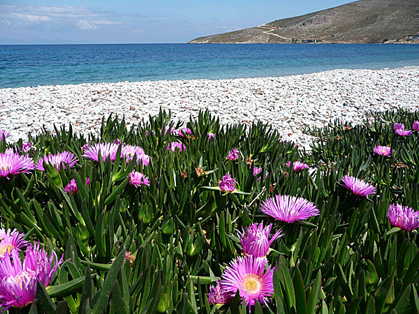 Tilos. Där blommade även hottentottfikon, både i rosa och gult.