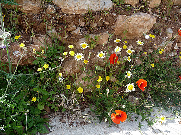 Tilos. Utefter vägkanterna blommade det också för fullt.