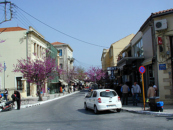 Judasträd i Chania.