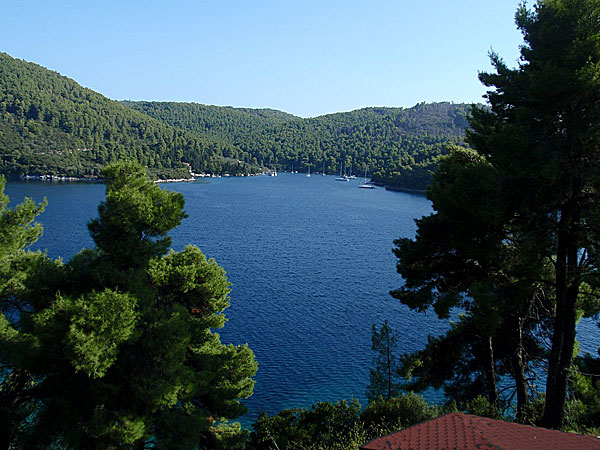 Så gröna träd och alldeles blått eller turkos vatten på Skopelos.