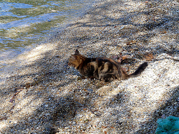 Agnondas. Skopelos. Katt.