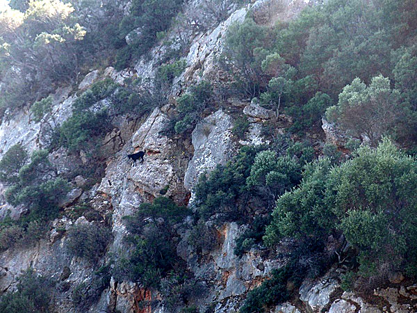 Velanio. Skopelos.