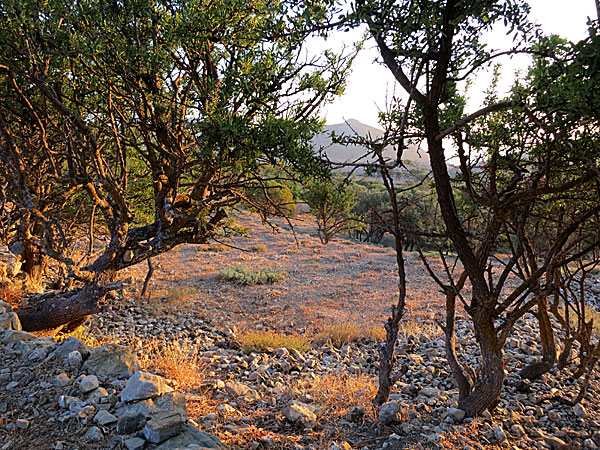 Mikro Chorio. Tilos.