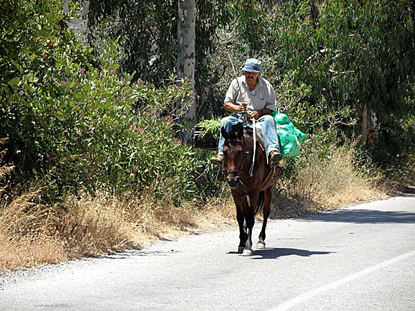 Krokos. Tinos.