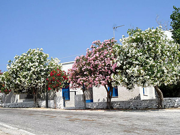 Kampos. Tinos.