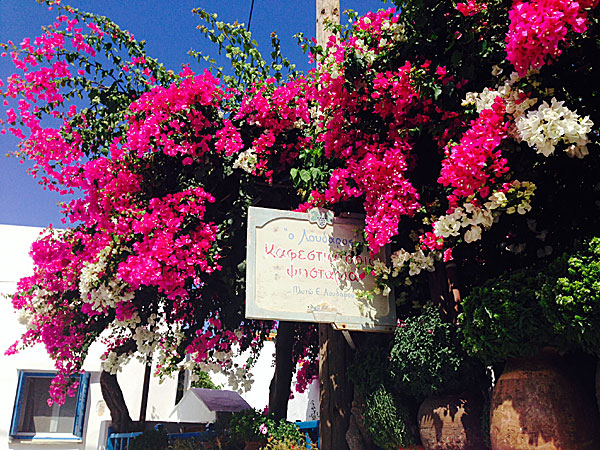 Bougainvillea på Amorgos.