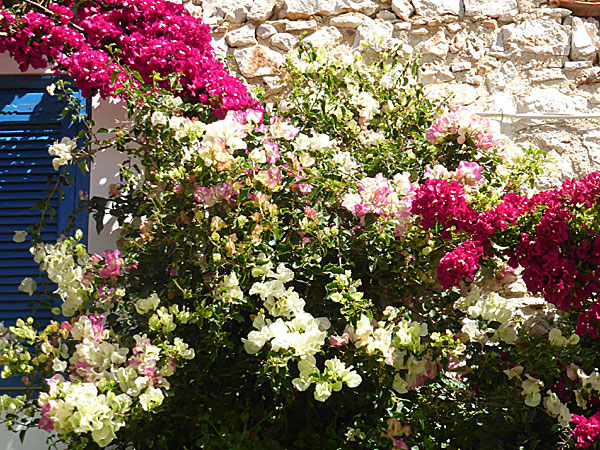 Bougainville. Vackra blommor på Chalki i Grekland. 