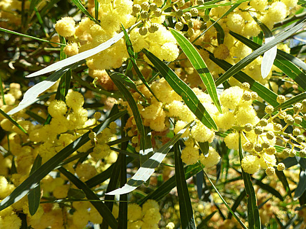 Vackra blommor på Chalki i Grekland.  Mimosa.