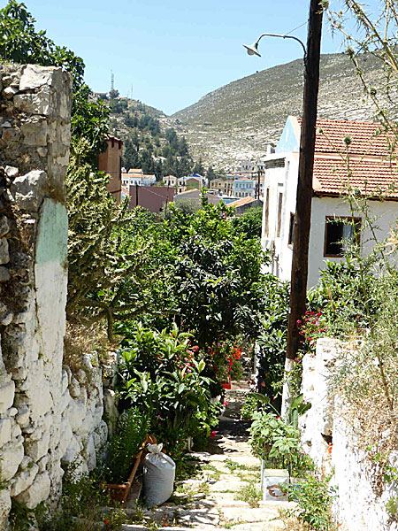 Vackra blommor på Kastellorizo i Grekland. 