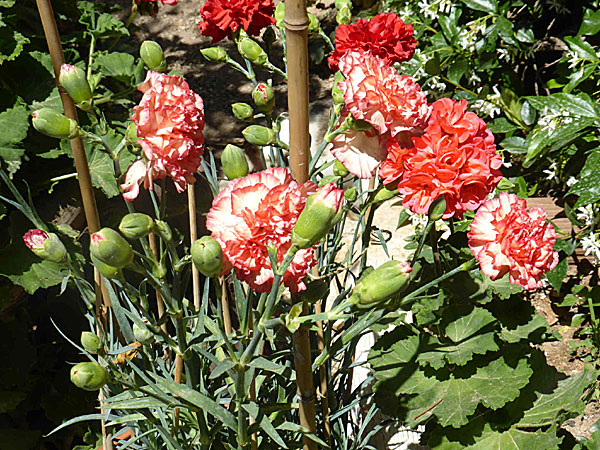 Vackra blommor på Kastellorizo i Grekland. 