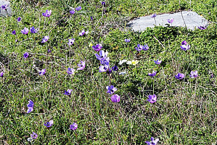 anemoner. Kreta.