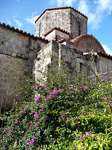 Bougainvillea. Rhodos.