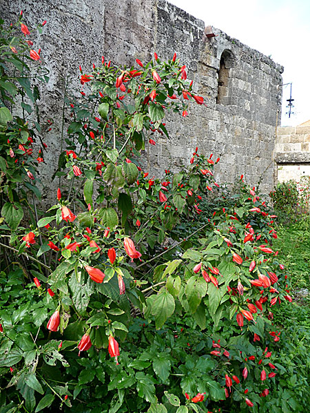 Turkmössa. Rhodos. Grekland.